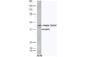 A549 cell lysates probed with Anti-kappa Opioid receptor Polyclonal Antibody, Unconjugated (ABIN737571) at 1:300 in 4˚C. (OPRK1 抗体)