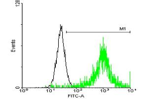 FACS analysis of negative control 293 cells (Black) and ATP1B3 expressing 293 cells (Green) using ATP1B3 purified MaxPab mouse polyclonal antibody. (ATP1B3 抗体  (AA 1-279))