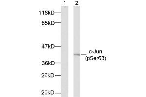 Western blot analysis of extracts from NIH/3T3 cells using c-Jun (phospho-Ser63) antibody (E011001) (C-JUN 抗体  (pSer63))