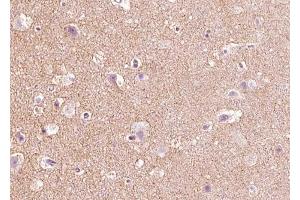 ABIN6268670 at 1/100 staining human brain tissue sections by IHC-P. (Angiopoietin 2 抗体  (N-Term))