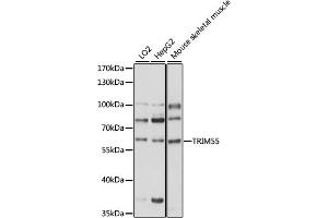 Western blot analysis of extracts of various cell lines, using TRIM55 antibody (ABIN7270994) at 1000 dilution. (TRIM55 抗体  (AA 183-452))
