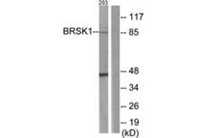 Western blot analysis of extracts from 293 cells, using BRSK1 Antibody. (BRSK1 抗体  (AA 361-410))