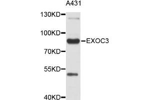Western blot analysis of extracts of A-431 cells, using EXOC3 antibody (ABIN4903616). (EXOC3 抗体)