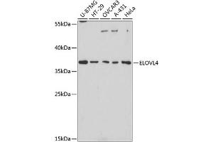 Western blot analysis of extracts of various cell lines, using ELOVL4 antibody (ABIN1679709, ABIN3017923, ABIN3017924 and ABIN6220305) at 1:3000 dilution. (ELOVL4 抗体  (AA 1-100))