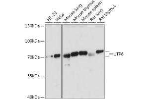 Western blot analysis of extracts of various cell lines, using UTP6 antibody (ABIN7271239) at 1:1000 dilution. (UTP6 抗体  (AA 1-220))