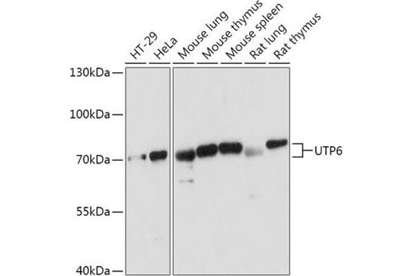 UTP6 anticorps  (AA 1-220)
