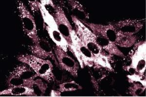 Immunofluorescence staining on FHs cells (normal human fetal lung fibroblasts, ATCC HTB-157) (p62 Lck Ligand (AA 257-437) 抗体)