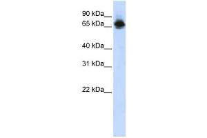 Western Blotting (WB) image for anti-Far Upstream Element (FUSE) Binding Protein 1 (FUBP1) antibody (ABIN2458167) (FUBP1 抗体)