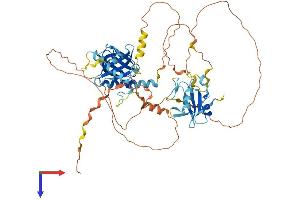 SHC2 Protein (AA 1-582) (His tag)