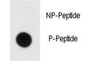 Dot Blot (DB) image for anti-Myelin Basic Protein (MBP) (pTyr203) antibody (ABIN3028829)