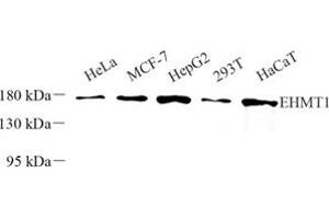 Western blot analysis of EHMT1 (ABIN7073867) at dilution of 1: 500 (EHMT1 抗体)