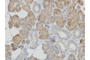 Immunoperoxidase of monoclonal antibody to COX4I2 on formalin-fixed paraffin-embedded human salivary gland. (COX4I2 抗体  (AA 21-104))
