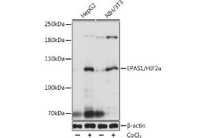 Western blot analysis of extracts of various cell lines, using EP/HIF2α antibody (ABIN6127869, ABIN6141764, ABIN6141765 and ABIN6223457) at 1:1000 dilution. (EPAS1 抗体  (AA 588-870))