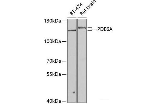 PDE6A 抗体