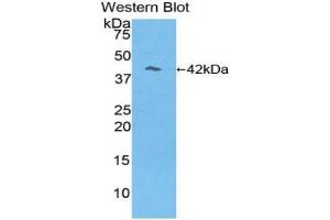 Detection of Recombinant RL, Mouse using Polyclonal Antibody to Reelin (RELN) (Reelin 抗体  (AA 3143-3461))