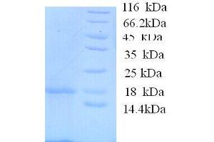Interleukin 1, beta (IL1B) (AA 114-266), (full length) protein (His tag) (IL-1 beta Protein (AA 114-266, full length) (His tag))