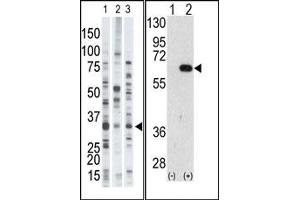 Image no. 1 for anti-Autocrine Motility Factor Receptor (AMFR) (N-Term) antibody (ABIN357584) (AMFR 抗体  (N-Term))