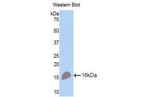 Western Blotting (WB) image for anti-Tumor Necrosis Factor Receptor Superfamily, Member 17 (TNFRSF17) (AA 71-184) antibody (ABIN1173606) (BCMA 抗体  (AA 71-184))