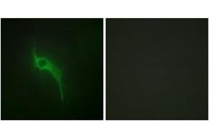 Immunofluorescence (IF) image for anti-Collagen, Type V, alpha 1 (COL5A1) (AA 301-350) antibody (ABIN2889916) (COL5A1 抗体  (AA 301-350))