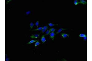 Immunofluorescent analysis of Hela cells using ABIN7173207 at dilution of 1:100 and Alexa Fluor 488-congugated AffiniPure Goat Anti-Rabbit IgG(H+L) (CNPY2/MSAP 抗体  (AA 1-129))