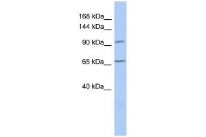WB Suggested Anti-COG5 Antibody Titration:  0. (COG5 抗体  (N-Term))