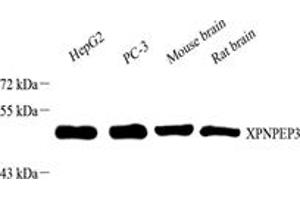 Western blot analysis of XPNPEP3 (ABIN7076237) at dilution of 1: 1000,Lane 1: HepG2 cell lysate,Lane 2: PC-3 cell lysate,Lane 3: Mouse brain tissue lysate,Lane 4: Rat brain tissue lysate (XPNPEP3 抗体)