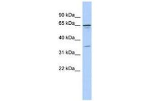 Image no. 1 for anti-Zinc Finger Protein 648 (ZNF648) (N-Term) antibody (ABIN6743554) (ZNF648 抗体  (N-Term))