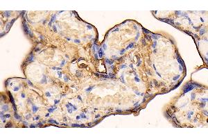 Detection of ANXA5 in Human Placenta Tissue using Polyclonal Antibody to Annexin V (ANXA5)