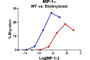 Cells expressing recombinant CCR5 were assayed for migration through a transwell filter at various concentrations of WT or Biotinylated MIP-1α. (CCL3 Protein (AA 24-92) (Biotin))