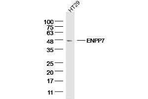 HT29 Cell lysates probed with ENPP7 Polyclonal Antibody, unconjugated  at 1:300 overnight at 4°C followed by a conjugated secondary antibody for 60 minutes at 37°C. (ENPP7 抗体  (AA 351-458))