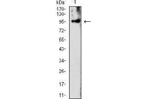 Western blot analysis using PMS2 mouse mAb against Hela (1) cell lysate.