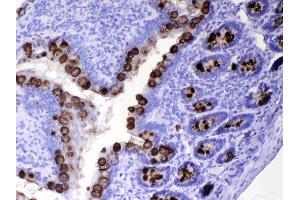 Immunohistochemistry (IHC) image for anti-Trefoil Factor 3 (Intestinal) (TFF3) (AA 23-81) antibody (ABIN5519063)