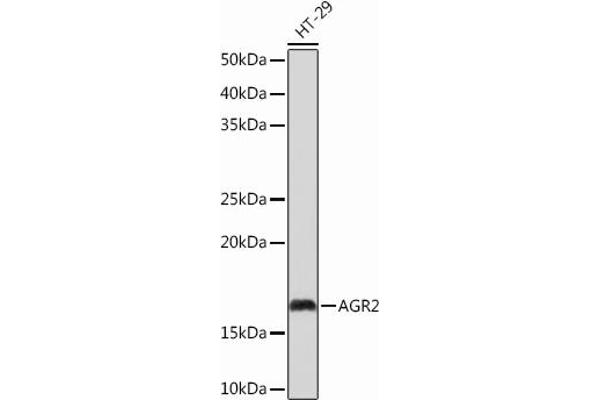 AGR2 抗体
