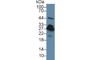 Western Blot; Sample: Rat Serum; Primary Ab: 3µg/ml Rabbit Anti-Rat CRP Antibody Second Ab: 0.