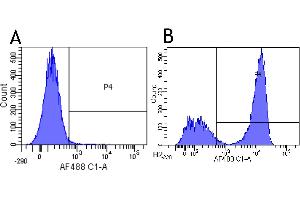 Flow-cytometry using anti-CD3 epsilon antibody YTH 12. (Recombinant CD3 epsilon 抗体)