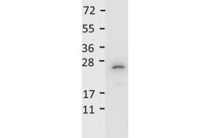 Detection of recombinant IL27/p28 protein by  anti-Mouse IL-27/p28 antibody. (IL-27 抗体)