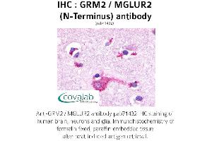 Image no. 1 for anti-Glutamate Receptor, Metabotropic 2 (GRM2) (Extracellular Domain), (N-Term) antibody (ABIN1735266) (GRM2 抗体  (Extracellular Domain, N-Term))
