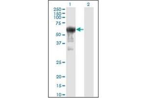 Western Blotting (WB) image for anti-Prune Exopolyphosphatase (PRUNE) antibody (ABIN954343)
