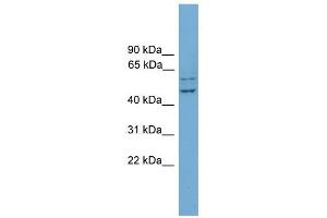 RAB11FIP2 antibody used at 1 ug/ml to detect target protein. (RAB11FIP2 抗体)
