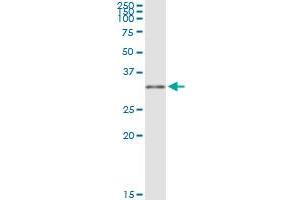 MYD88 MaxPab rabbit polyclonal antibody. (MYD88 抗体  (AA 1-296))