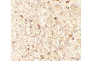 Immunohistochemical analysis of MS4A6A in rat brain tissue with MS4A6A polyclonal antibody  at 2. (MS4A6A 抗体  (N-Term))