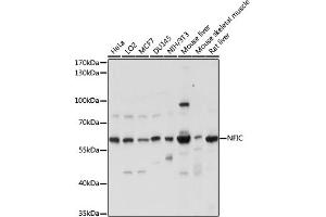 Western blot analysis of extracts of various cell lines, using NFIC antibody (ABIN7268974) at 1:1000 dilution. (NFIC 抗体  (AA 1-220))
