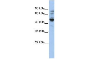 WB Suggested Anti-PRAME Antibody Titration: 0.