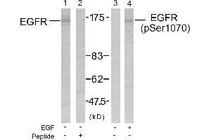 Western blot analysis of the extracts from SK-OV3 cells untreated or treated with EGF using EGFR(Ab-1070) Antibody and EGFR(Phospho-Ser1070) Antibody. (EGFR 抗体  (pSer1070))