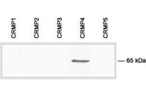 Immunoblot analysis of the specificity of CRMP4 antibody Cat. (DPYSL3 抗体  (C-Term))