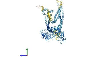 Protein Structure (PS) image for Structural Maintenance of Chromosomes 1A (SMC1A) (AA 1-1233) protein (His tag) (ABIN7555583)