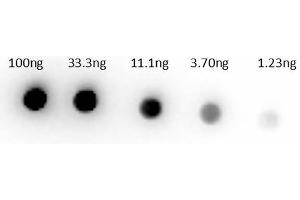 Dot Bot of Rabbit Anti-Sheep IgG Biotin Conjugated Antibody Min X human serums. (兔 anti-绵羊 IgG (Heavy & Light Chain) Antibody (Biotin) - Preadsorbed)