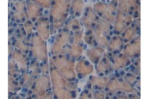 Detection of FBLN1 in Rat Pancreas Tissue using Polyclonal Antibody to Fibulin 1 (FBLN1)