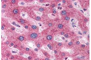 Anti-OSTC antibody  ABIN1049189 IHC staining of human liver. (OSTC 抗体  (N-Term))