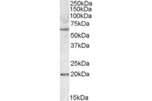Image no. 1 for anti-BCL2-Associated Athanogene 4 (BAG4) (Internal Region) antibody (ABIN375054) (BAG4 抗体  (Internal Region))